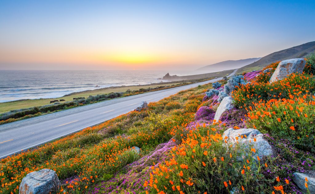 wild flowers big sur