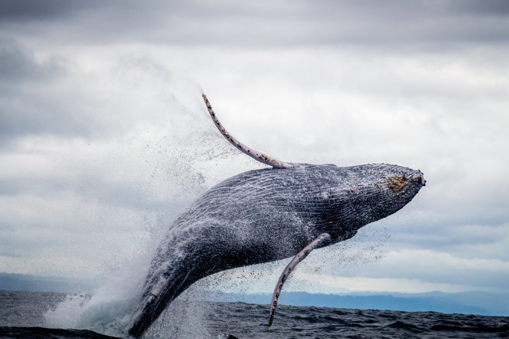 Whale Watching