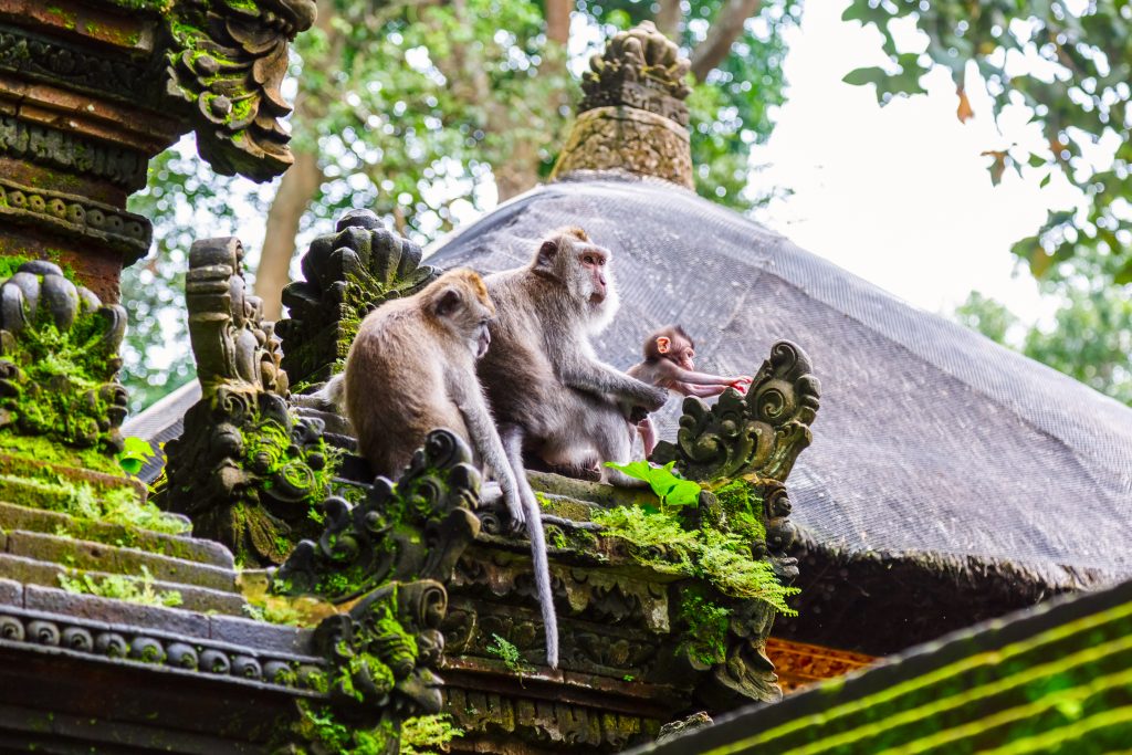 Ubud Monkey Forest