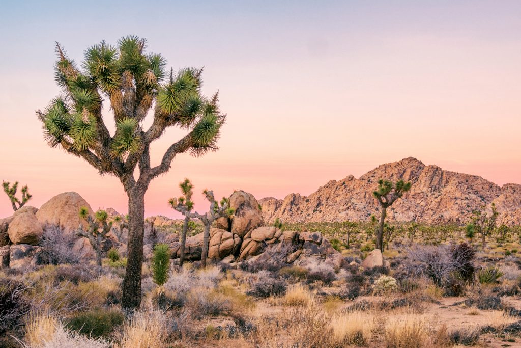 Joshua Tree National Park