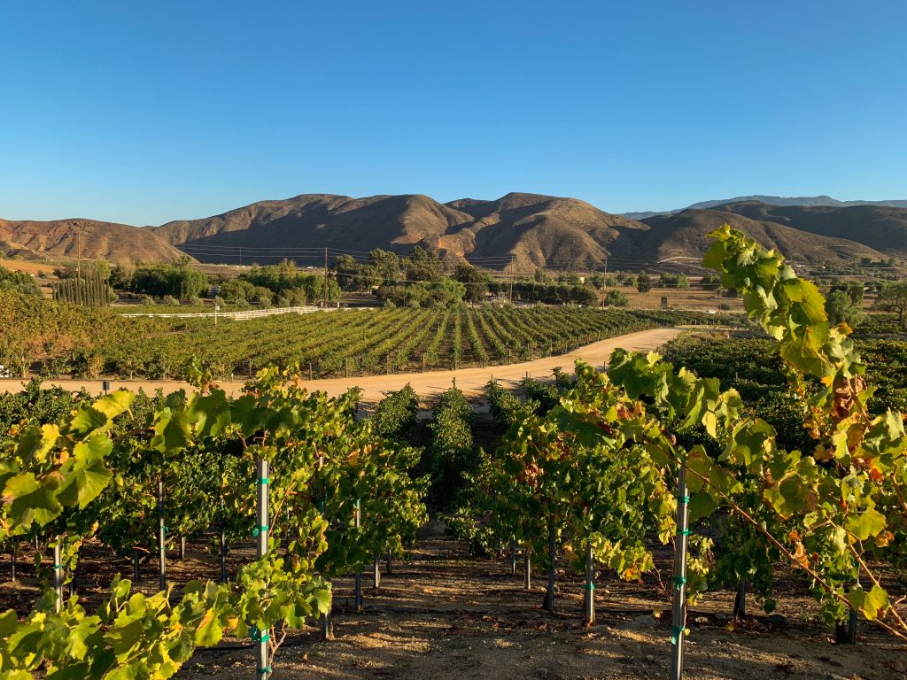 Wine Tasting in Temecula