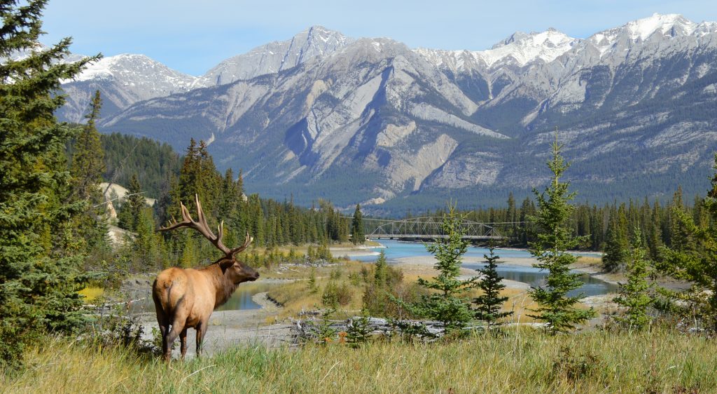 elk at overlook