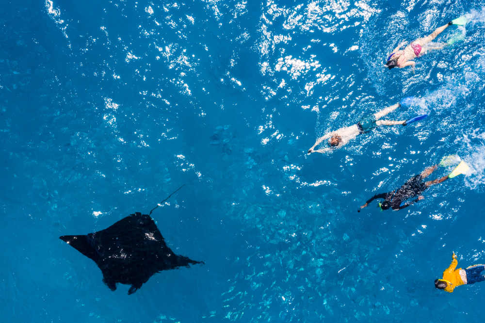 Drone,View,At,Snorkeling,People,They,Chase,A,Manta,Ray