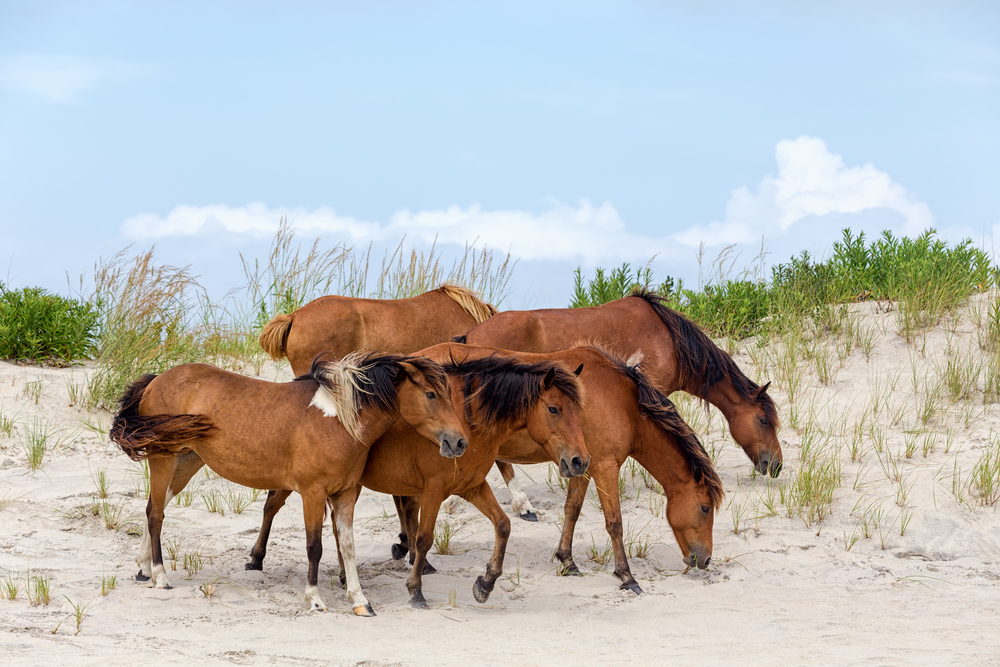 A,Group,Of,Wild,Ponies,,Horses,,Of,Assateague,Island,On
