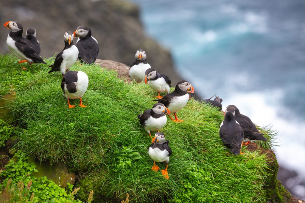 birds on an island