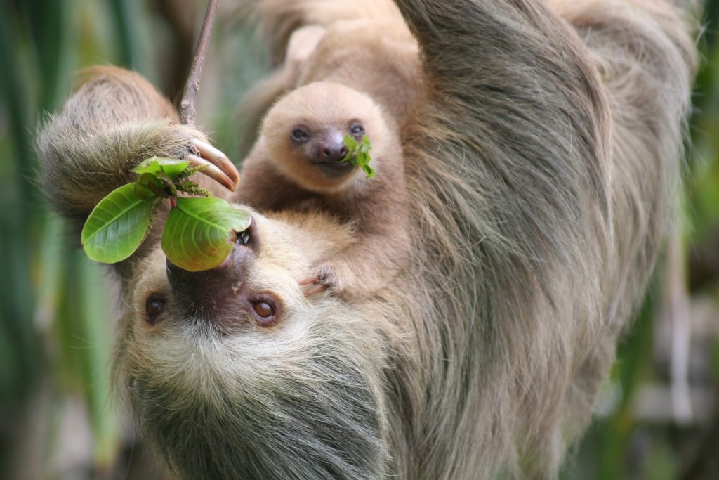 Sloth in costa rica