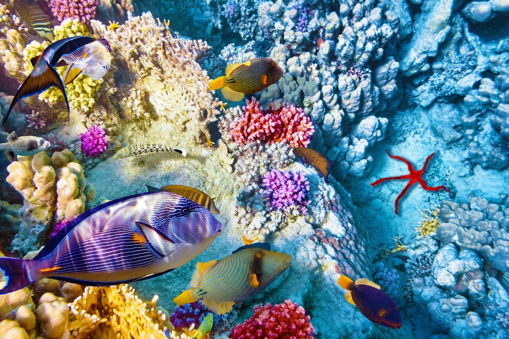 Wonderful,And,Beautiful,Underwater,World,With,Corals,And,Tropical,Fish.