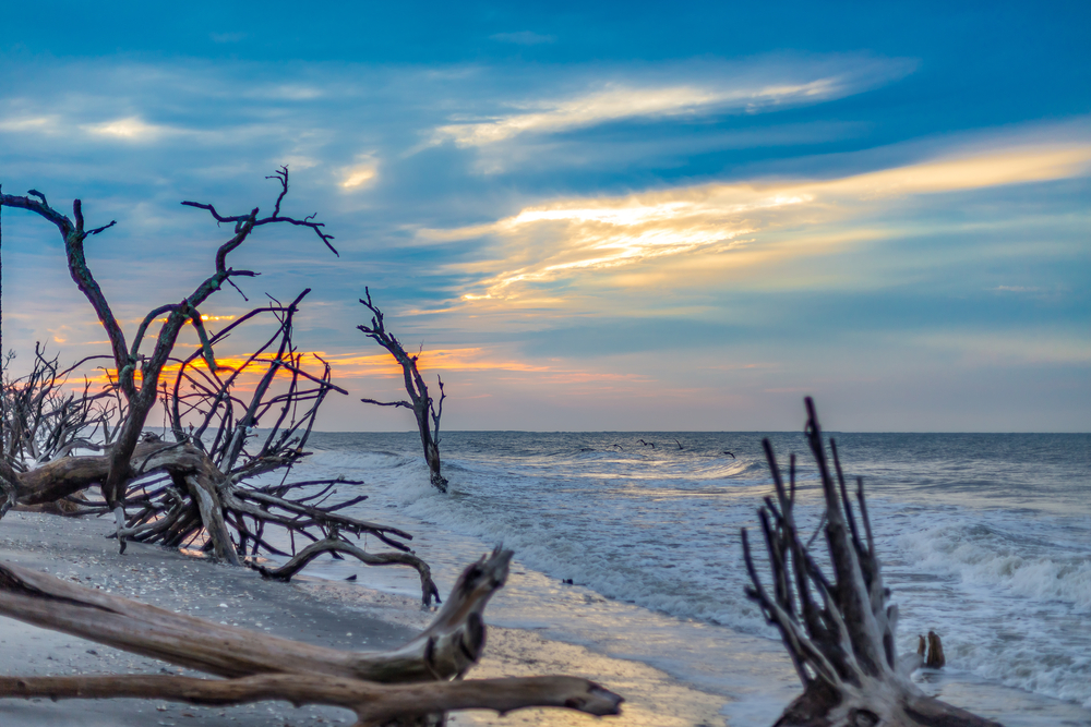 Driftwood,Beach,,Jekyll,Island,,Georgia