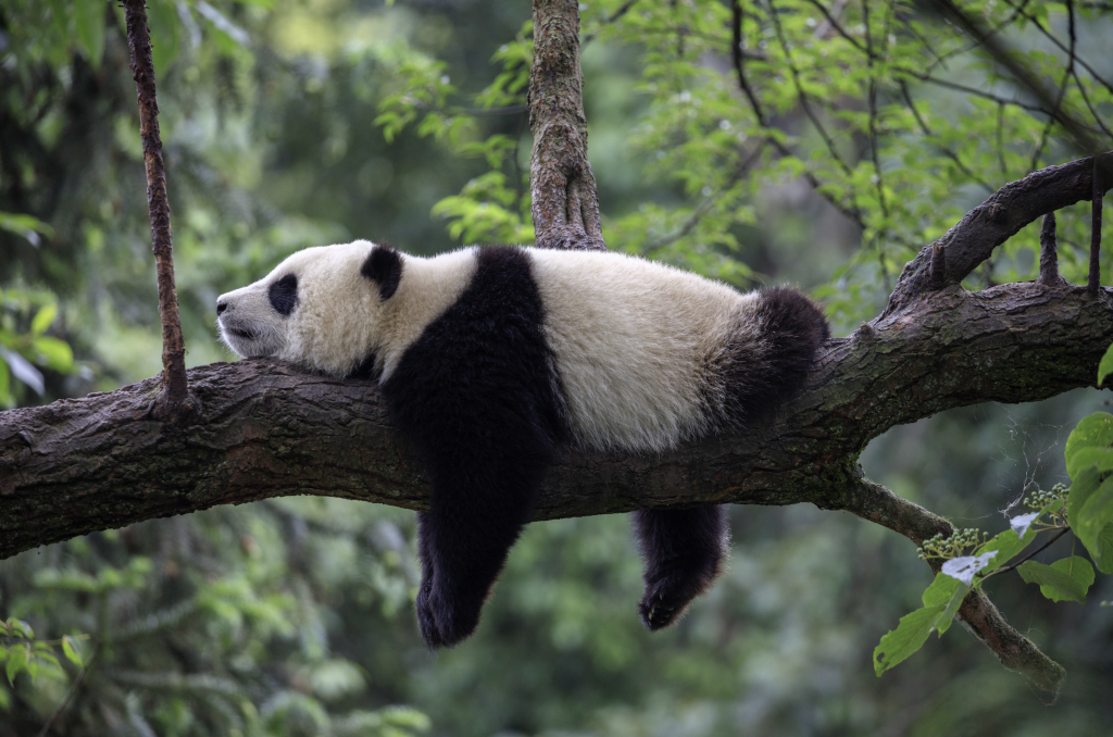 Chengdu