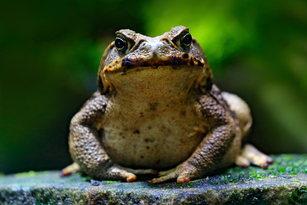 Cane,Toad,,Rhinella,Marina,,Big,Frog,From,Costa,Rica.,Face