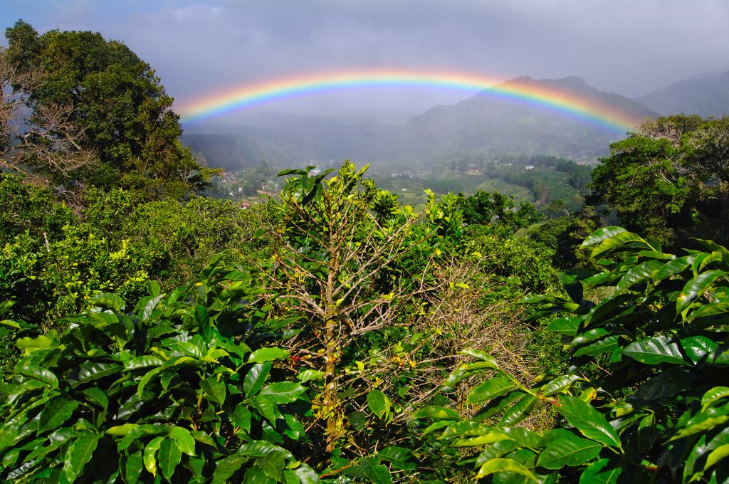 Coffee Plantations