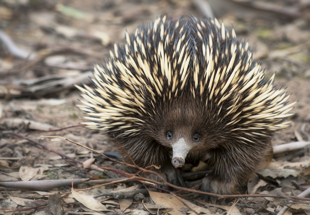 Echidna