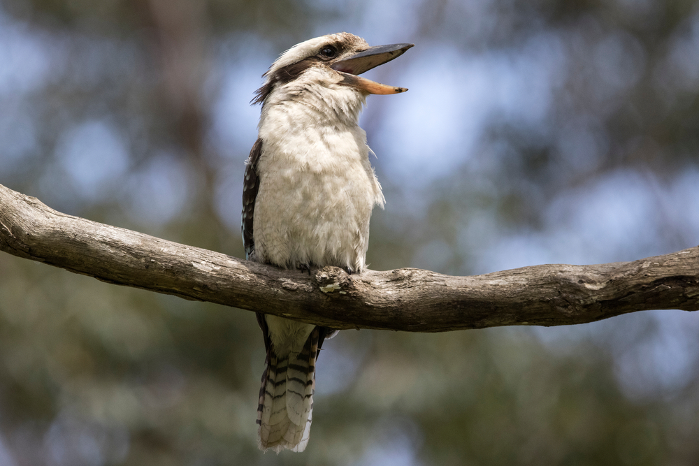 Laughing,Kookaburra,With,Mouth,Open