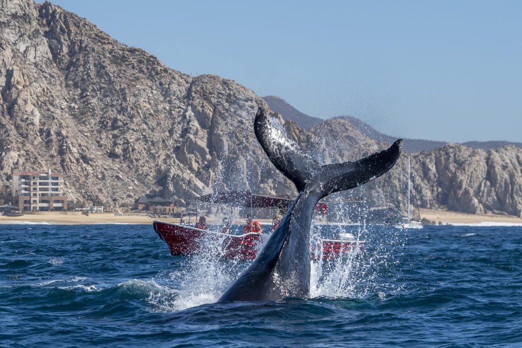 7-Day Adventure in Cabo San Lucas