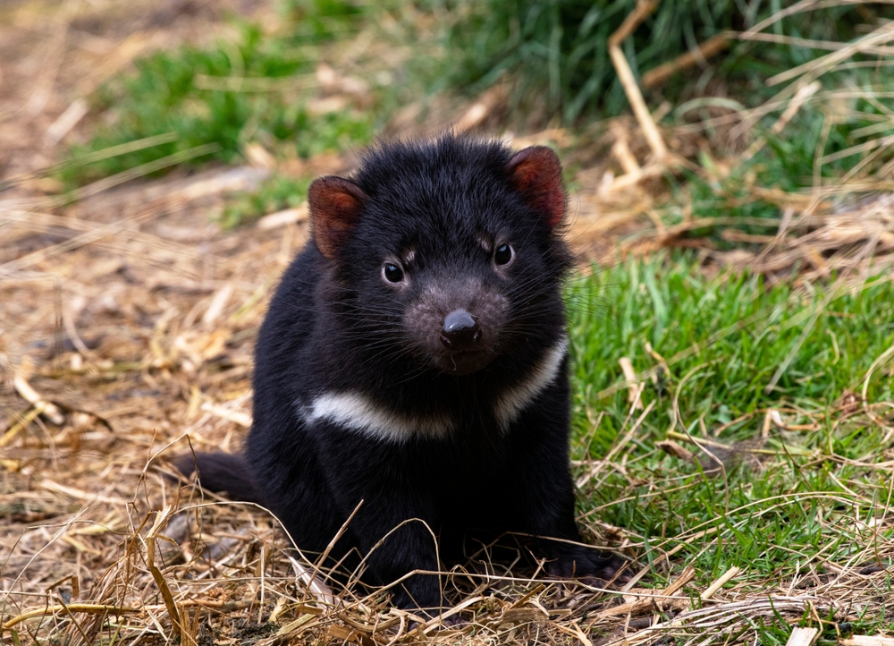 Baby,Tasmanian,Devil,,Endangered,Marsupial,,With,Cute,,Curious,Gaze,At