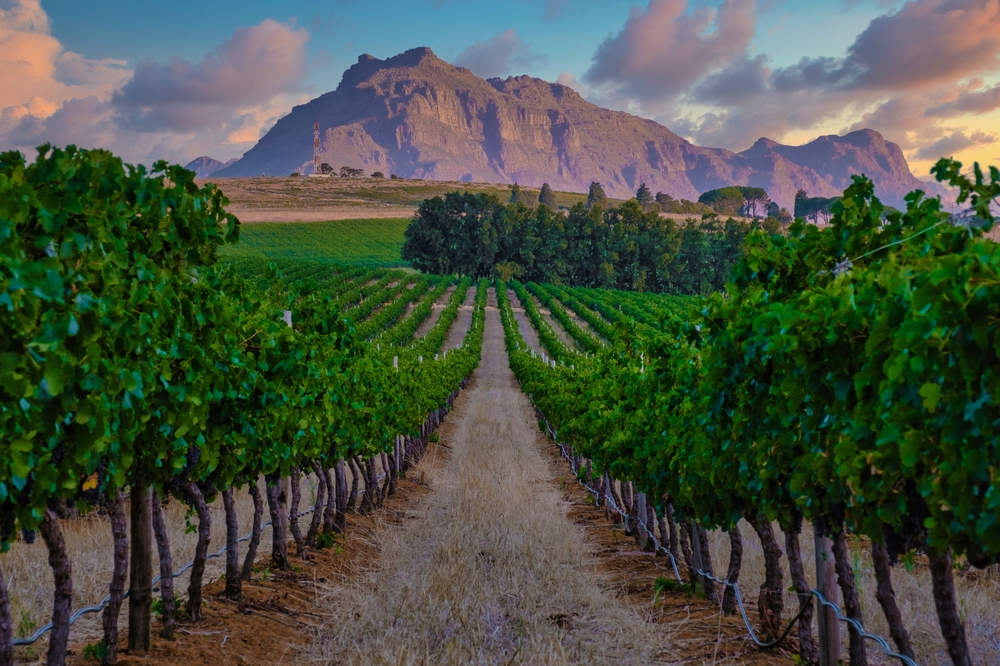 Vineyard,Landscape,At,Sunset,With,Mountains,In,Stellenbosch,,Near,Cape