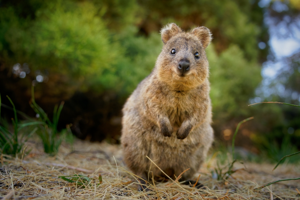 Quokka,-,Setonix,Brachyurus,Small,Macropod,Size,Of,Domestic,Cat,