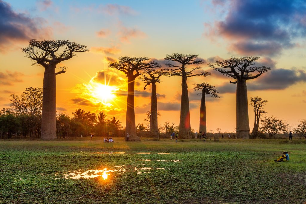 Avenue Of The Baobabs