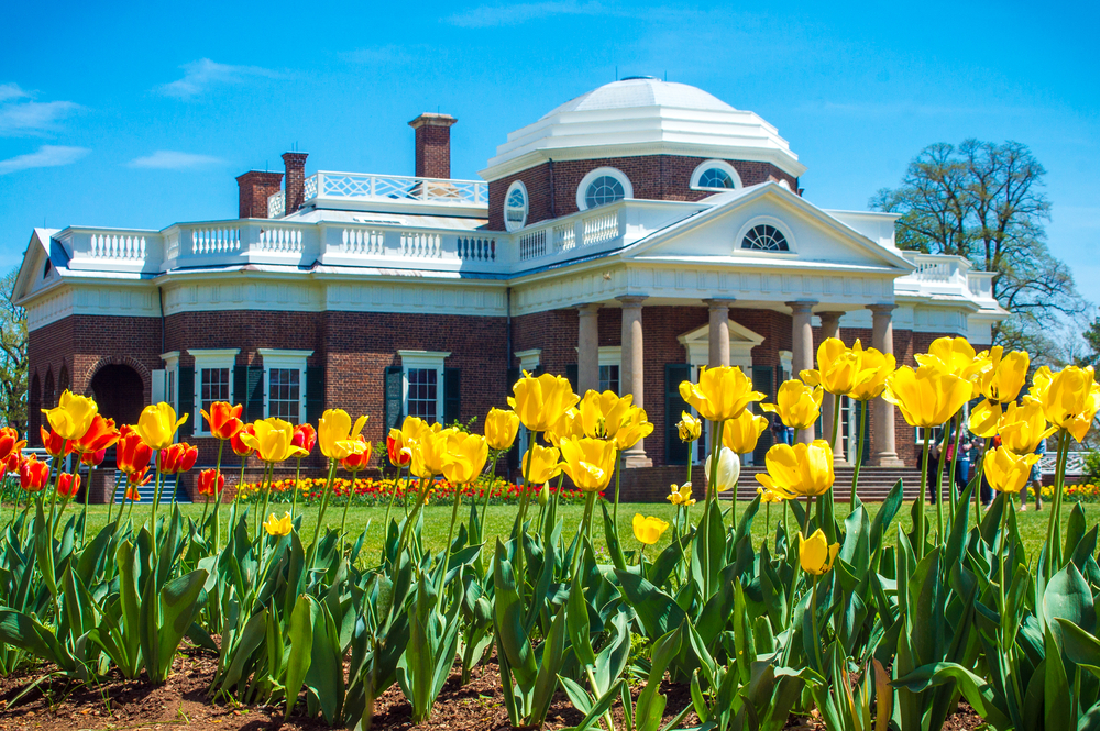 Yellow,Tulips,With,Monticello,Home,In,Background,-,Spring,Garden